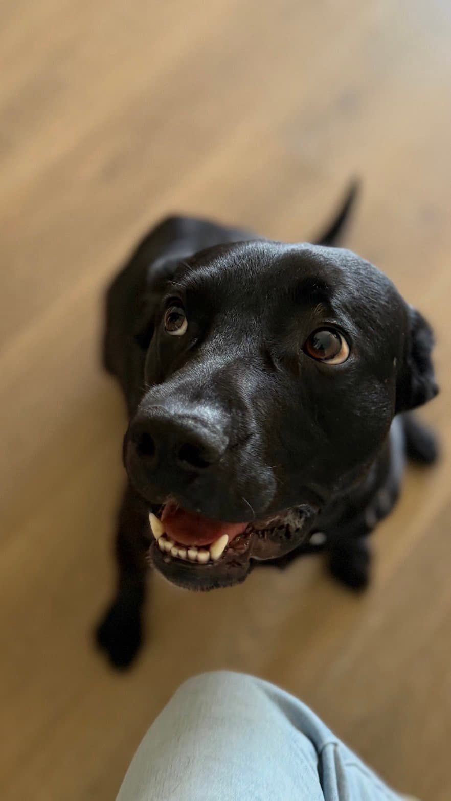 Ralphie - Labrador Retriever