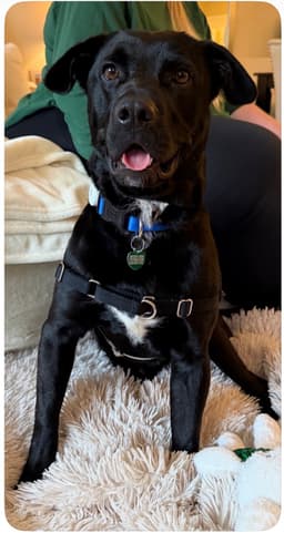 Ralphie image 3