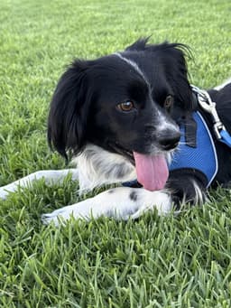 Beowoof image 1