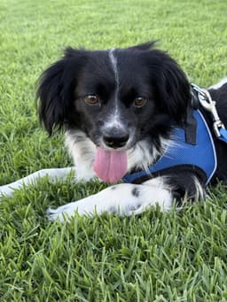 Beowoof image 2