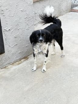 Beowoof image 3