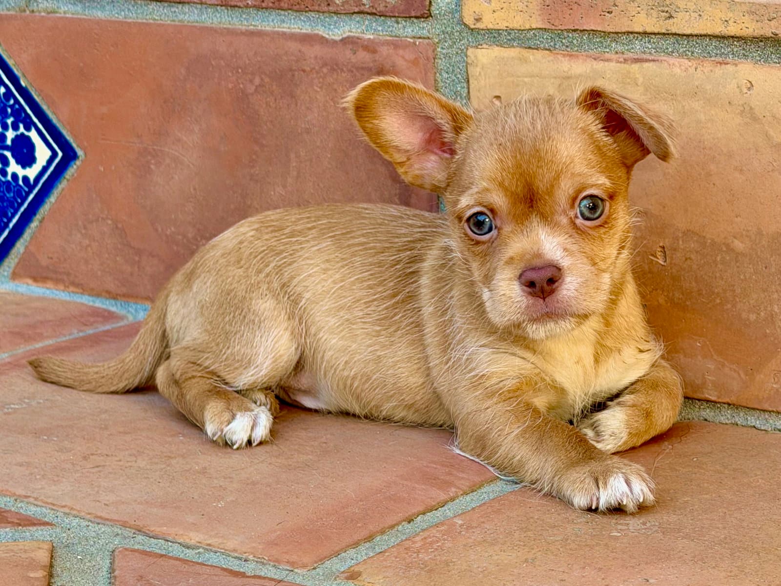 Oakley - Terrier