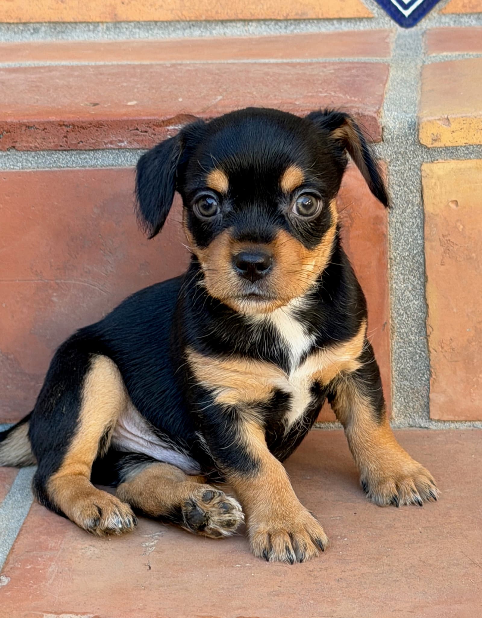Banyan - Terrier