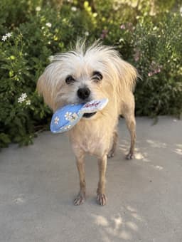 Odette Aka Hair Do image 2