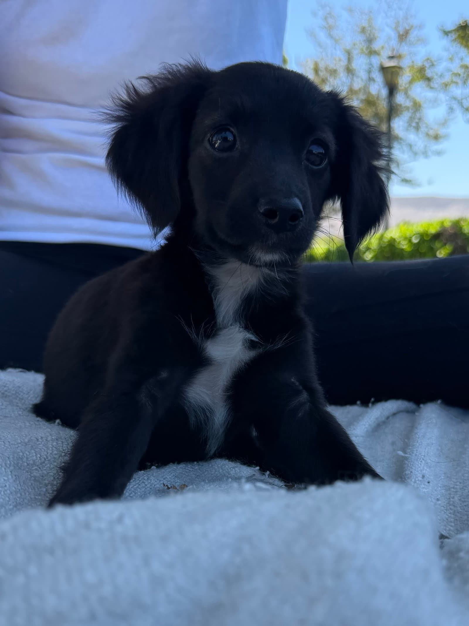 Cher - Chihuahua