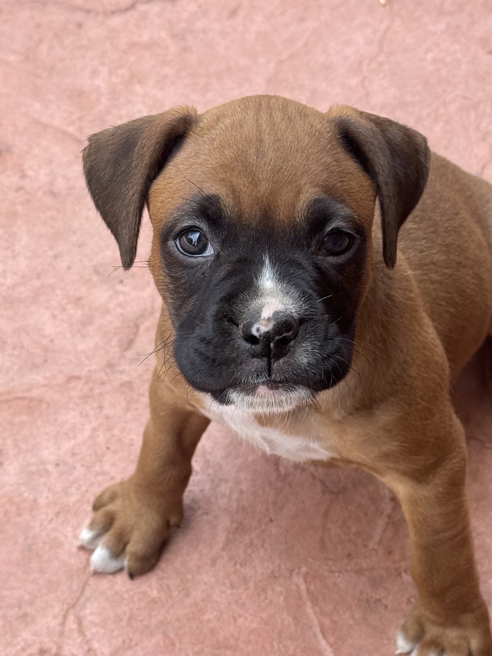 Mille - Boxer