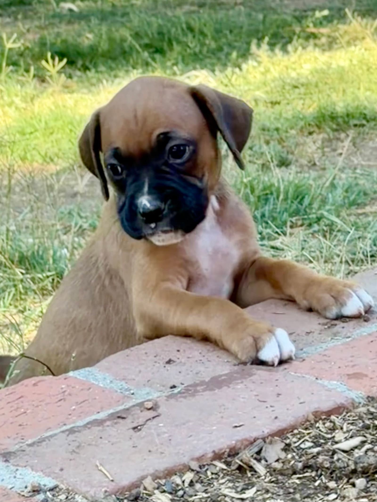 Vanillie - Boxer