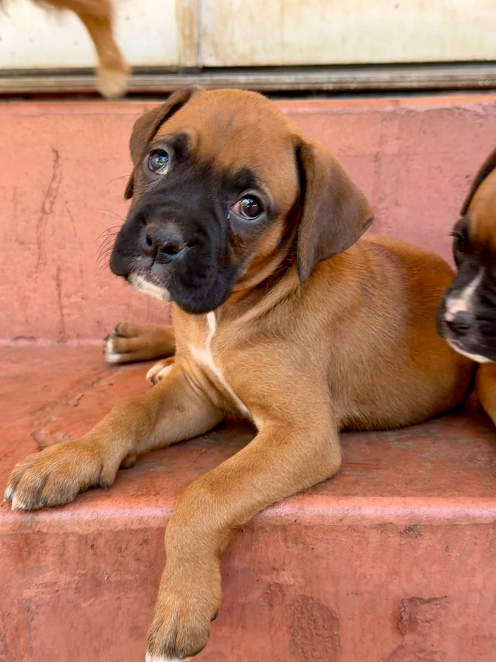 Latisha - Boxer