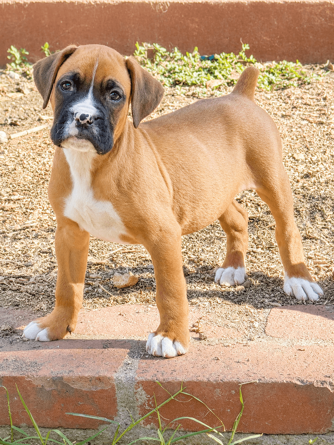Ty - Boxer