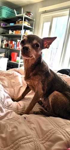 Piper Pixie - Chihuahua