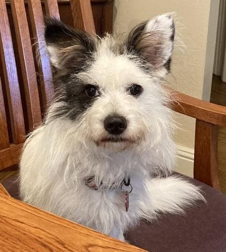 Petey - Terrier