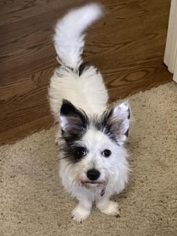 Petey image 3