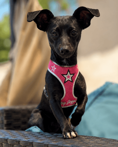 Maya Rose - Dachshund