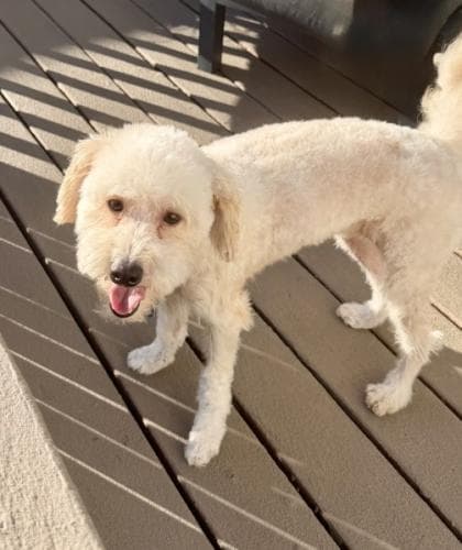 Chibi - Poodle (unknown type)
