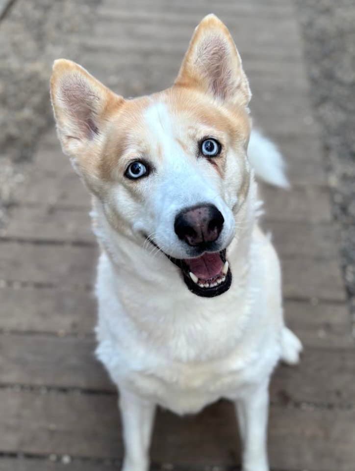 Icelynn - Siberian Husky