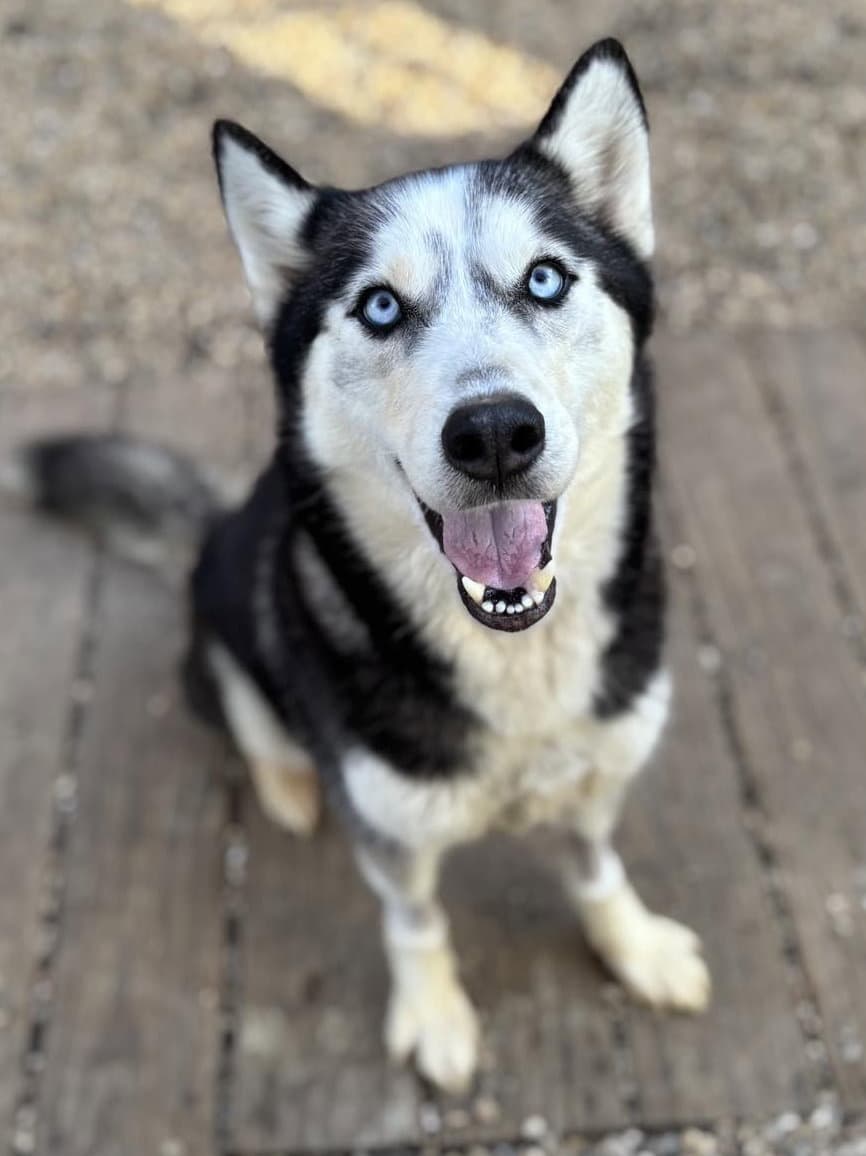 Toodles - Siberian Husky