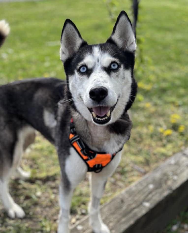 Apple - Siberian Husky