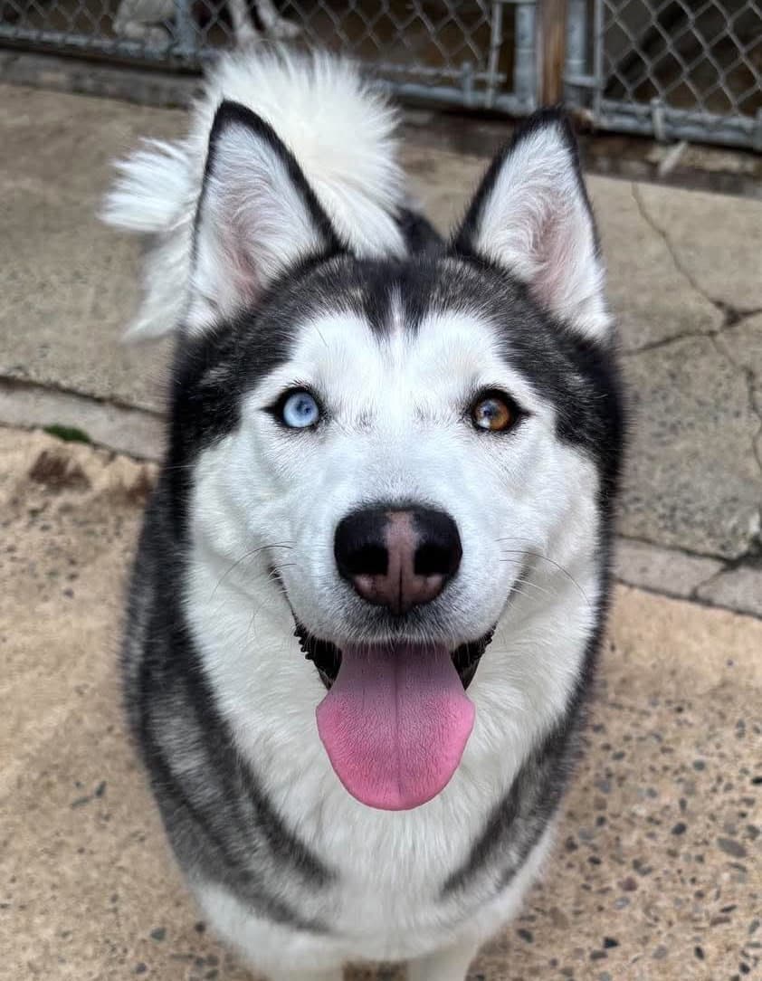 Peppa - Siberian Husky