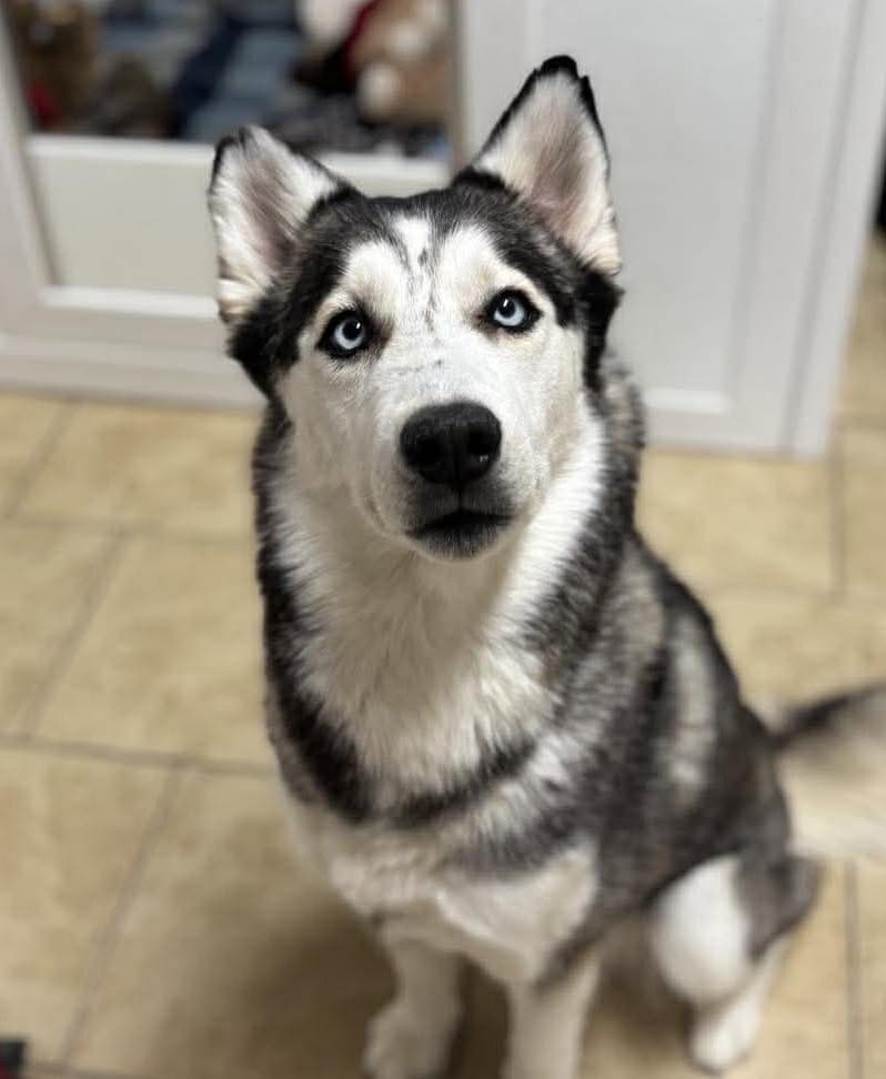 Canela - Siberian Husky