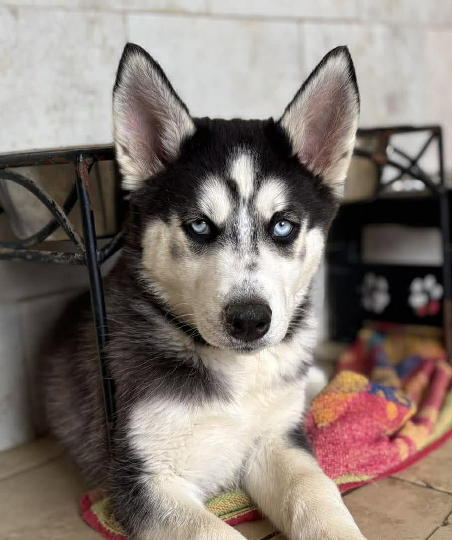 Buddha - Siberian Husky