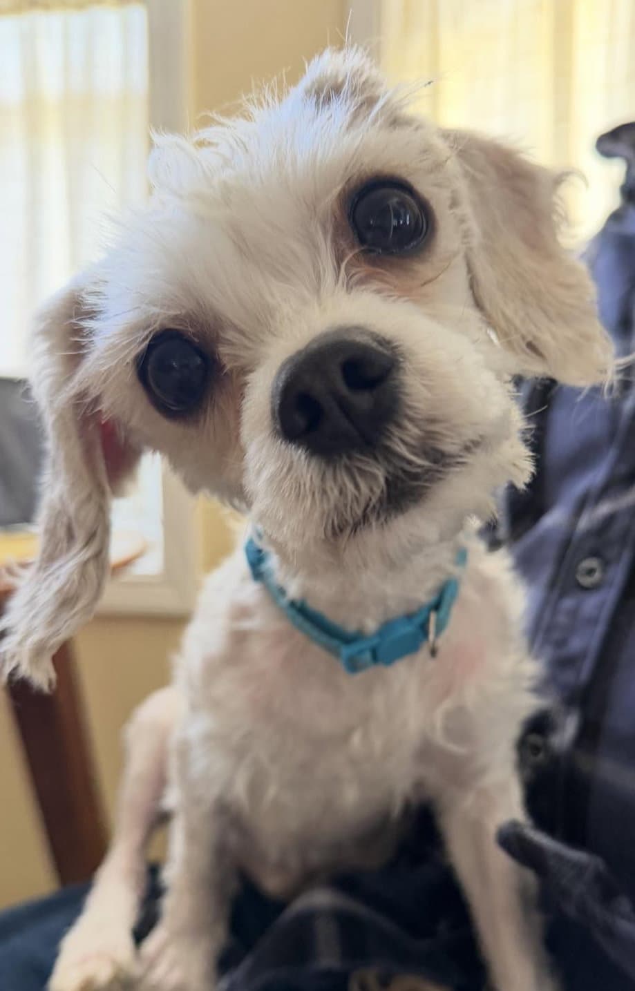 Milo - Maltese