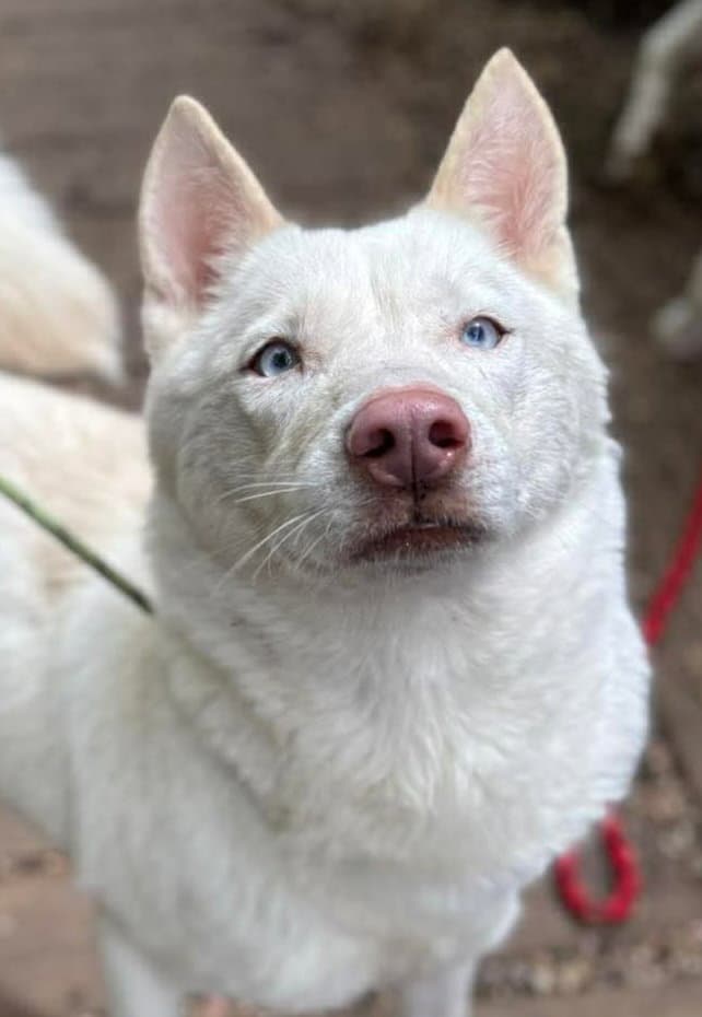 Momma Ghost - Siberian Husky
