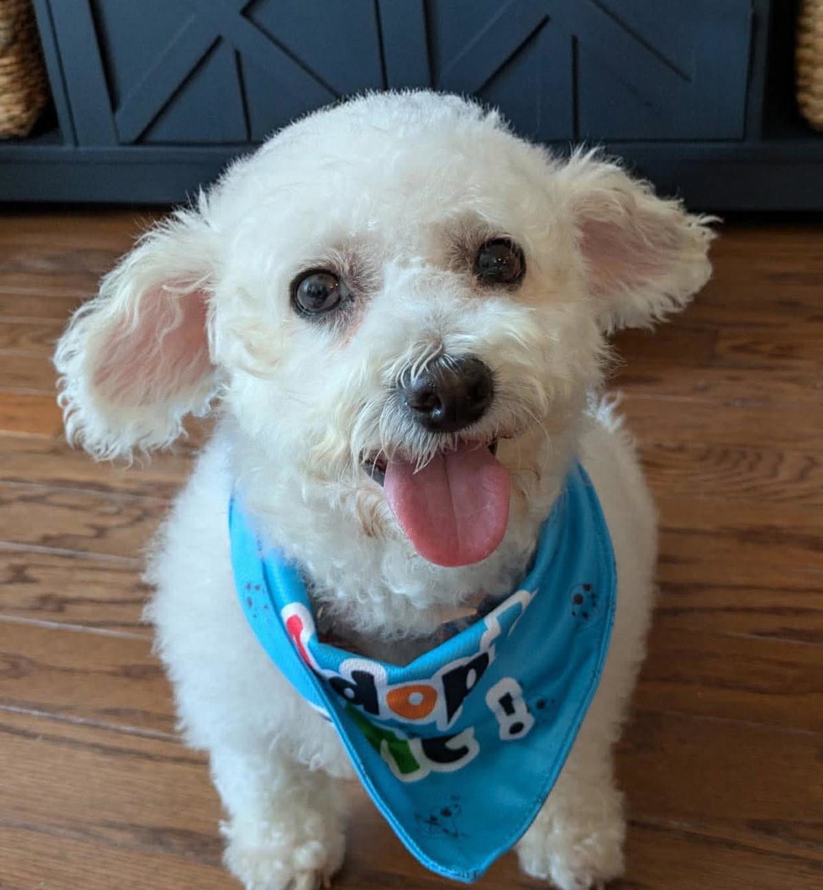 Viola - Bichon Frise