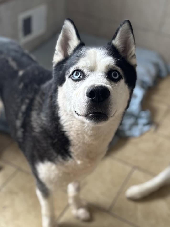Lou - Siberian Husky
