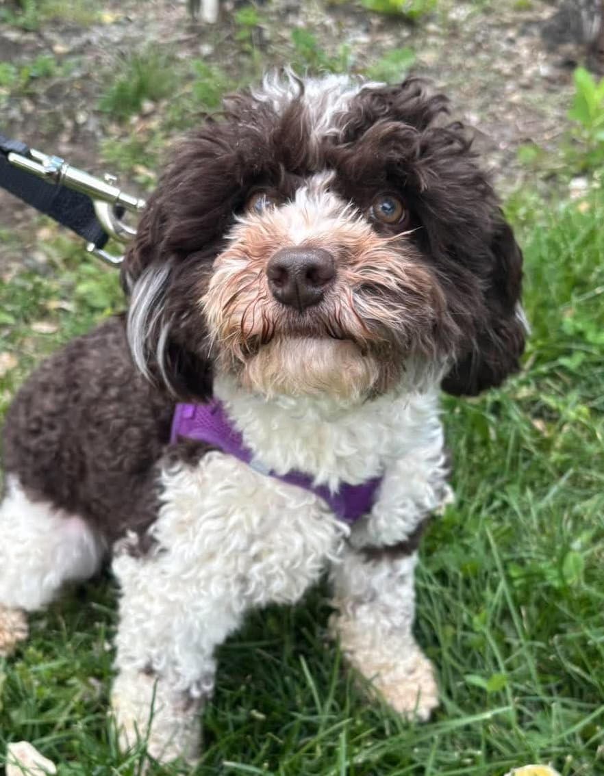 Mr Stevenson - Havanese