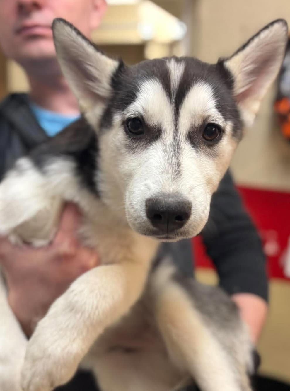 Peg - Siberian Husky