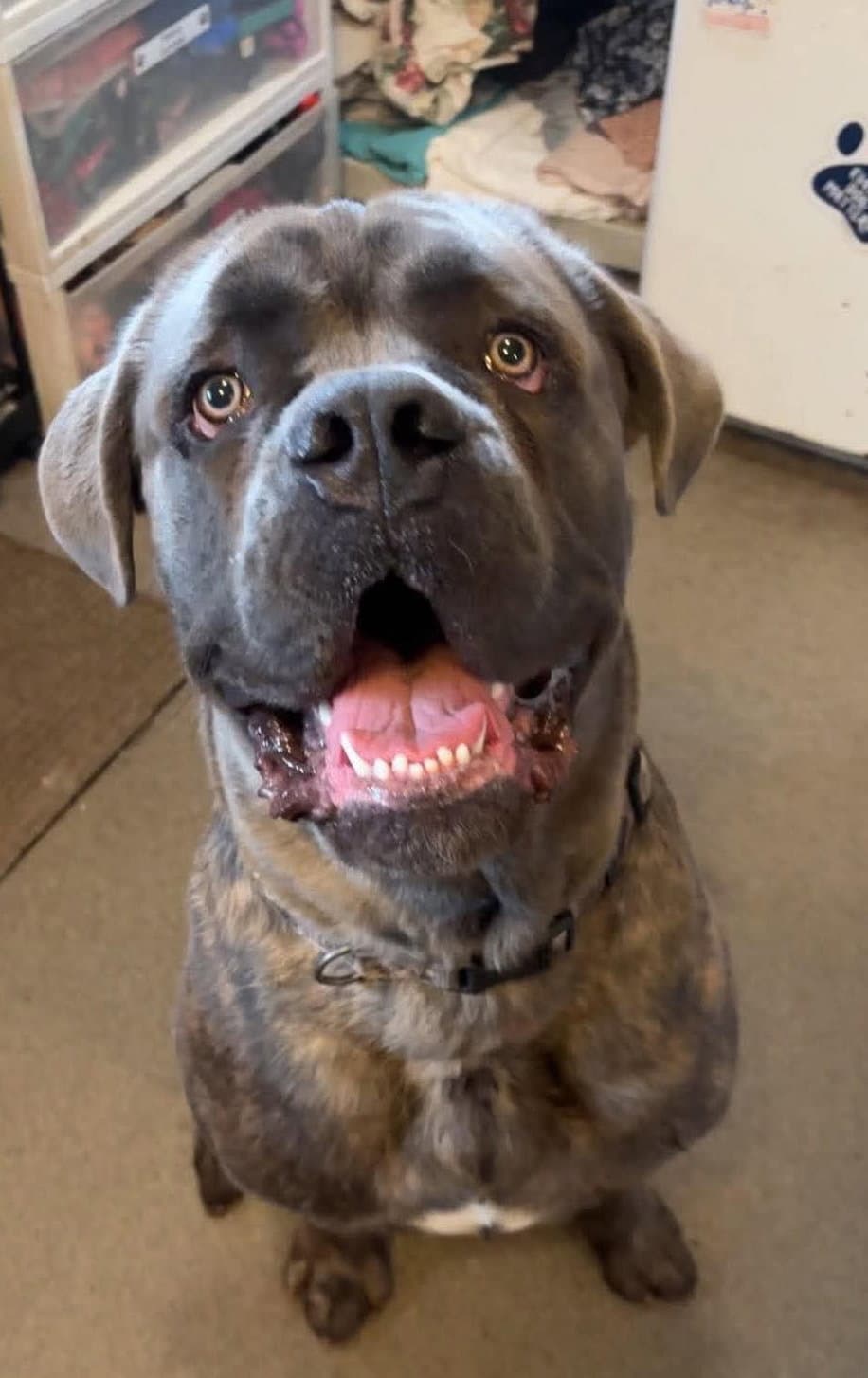 Rocky - Cane Corso Mastiff