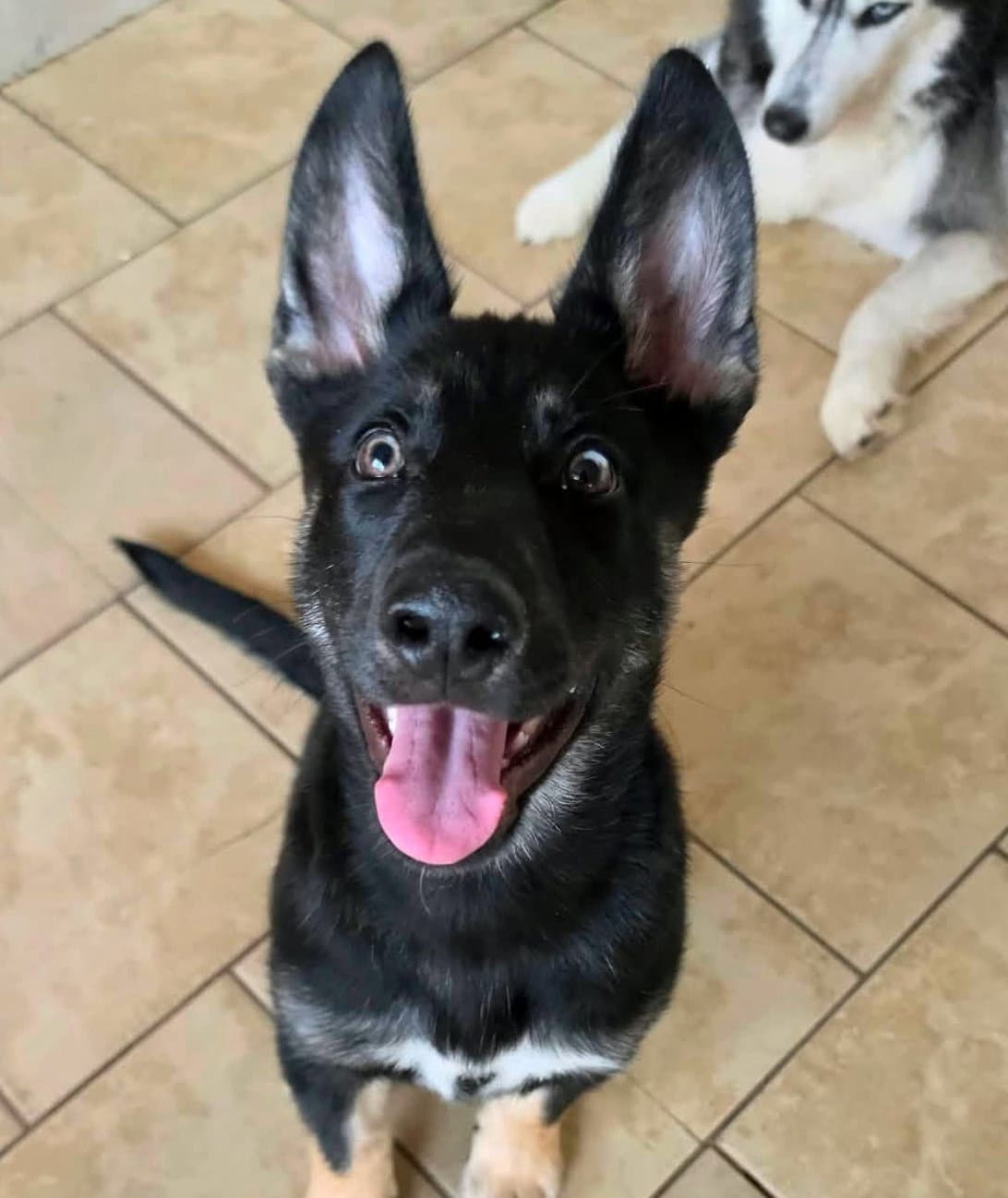 Nova - German Shepherd Dog