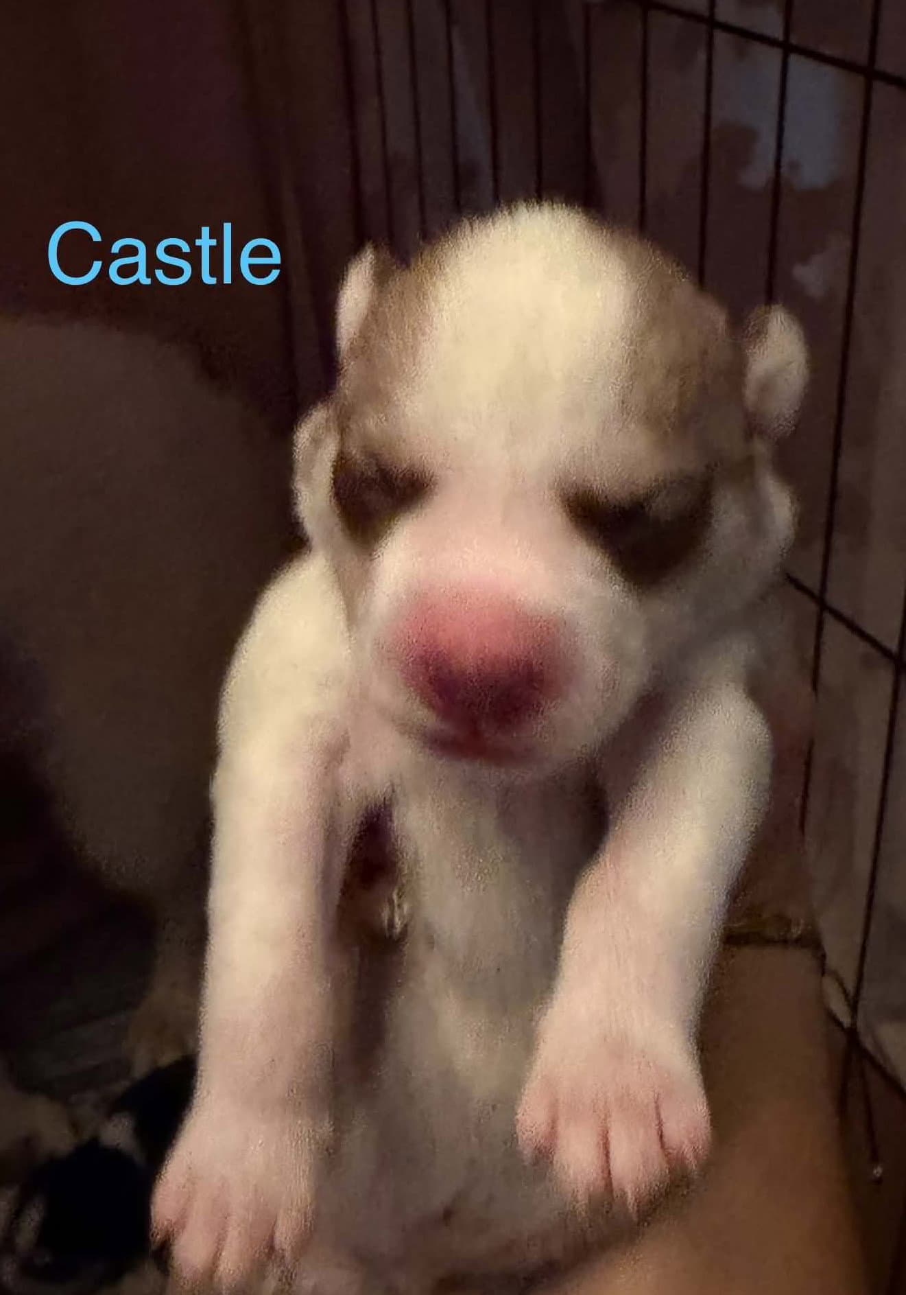Castle - Siberian Husky