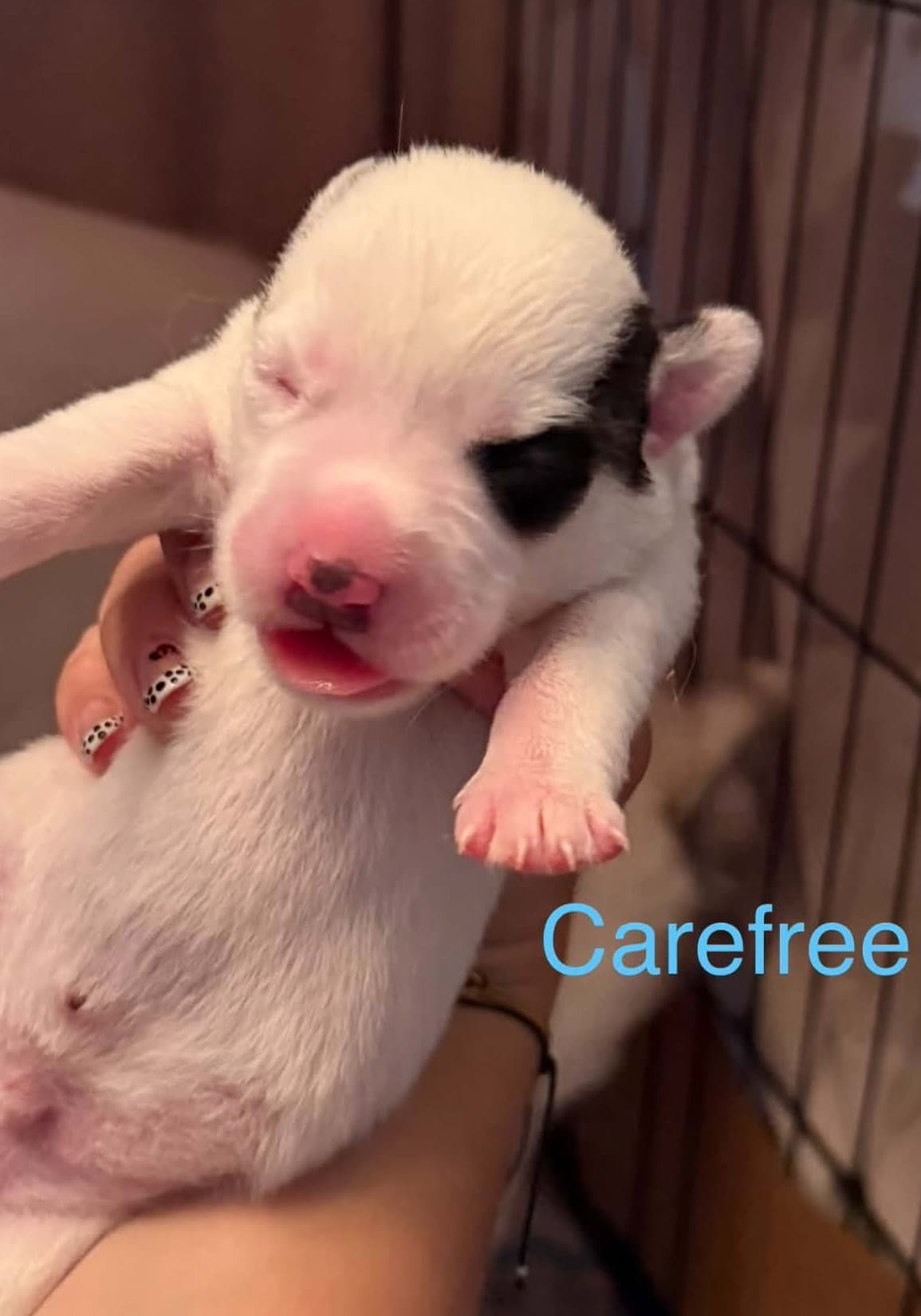 Carefree - Siberian Husky