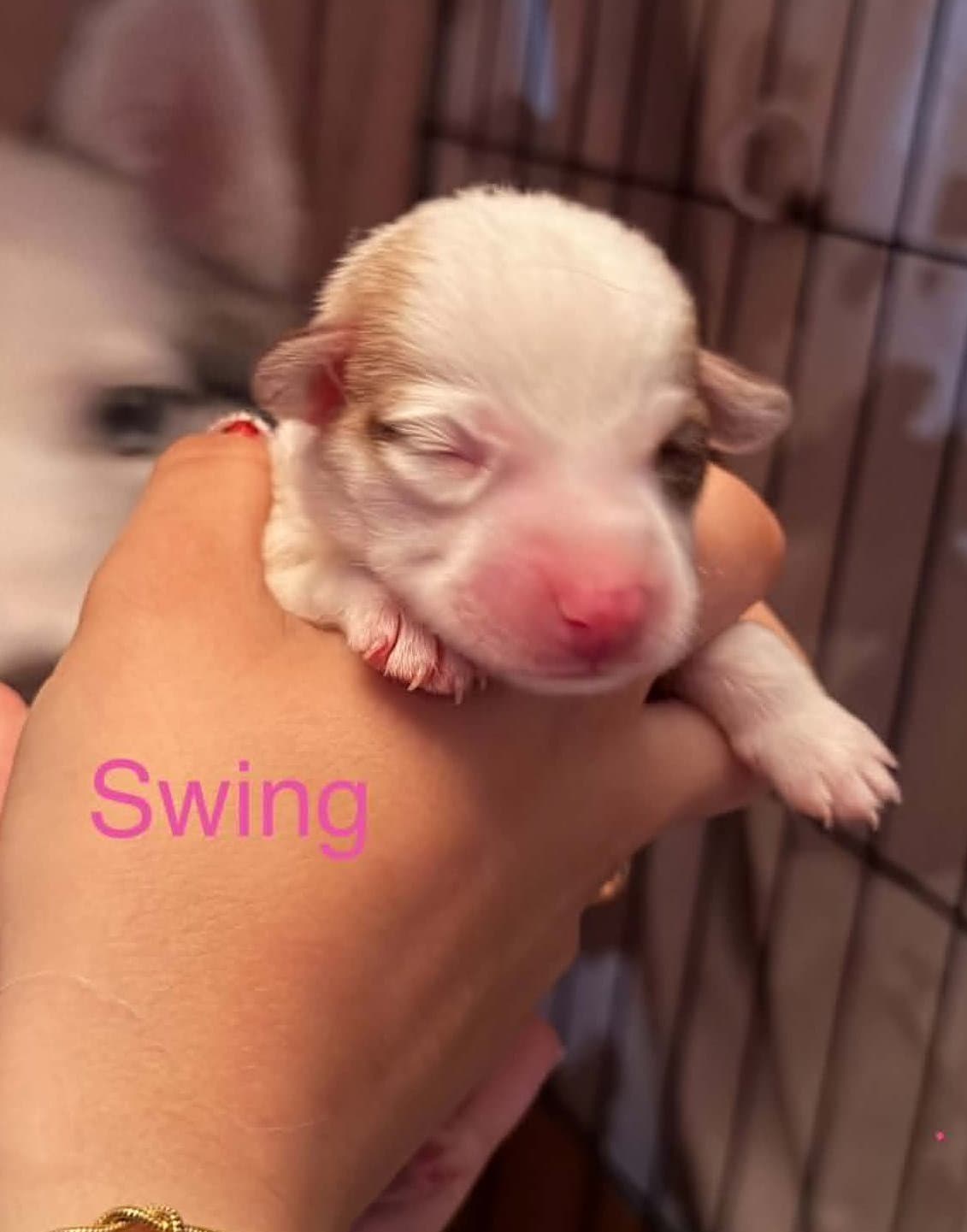 Swing - Siberian Husky