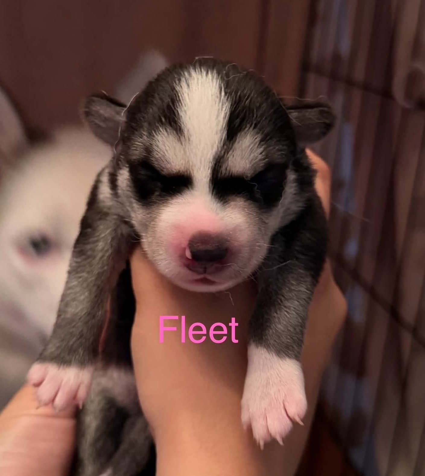 Fleet - Siberian Husky