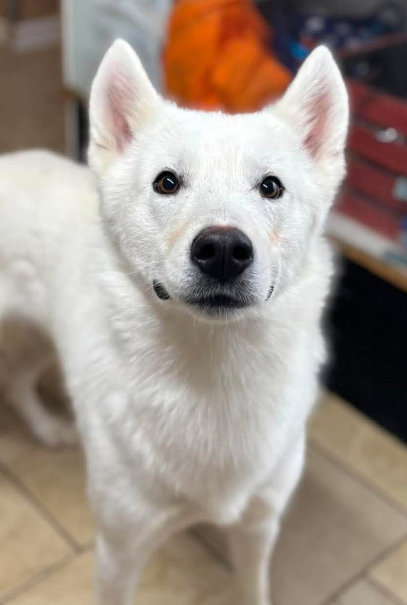 Duke - Siberian Husky