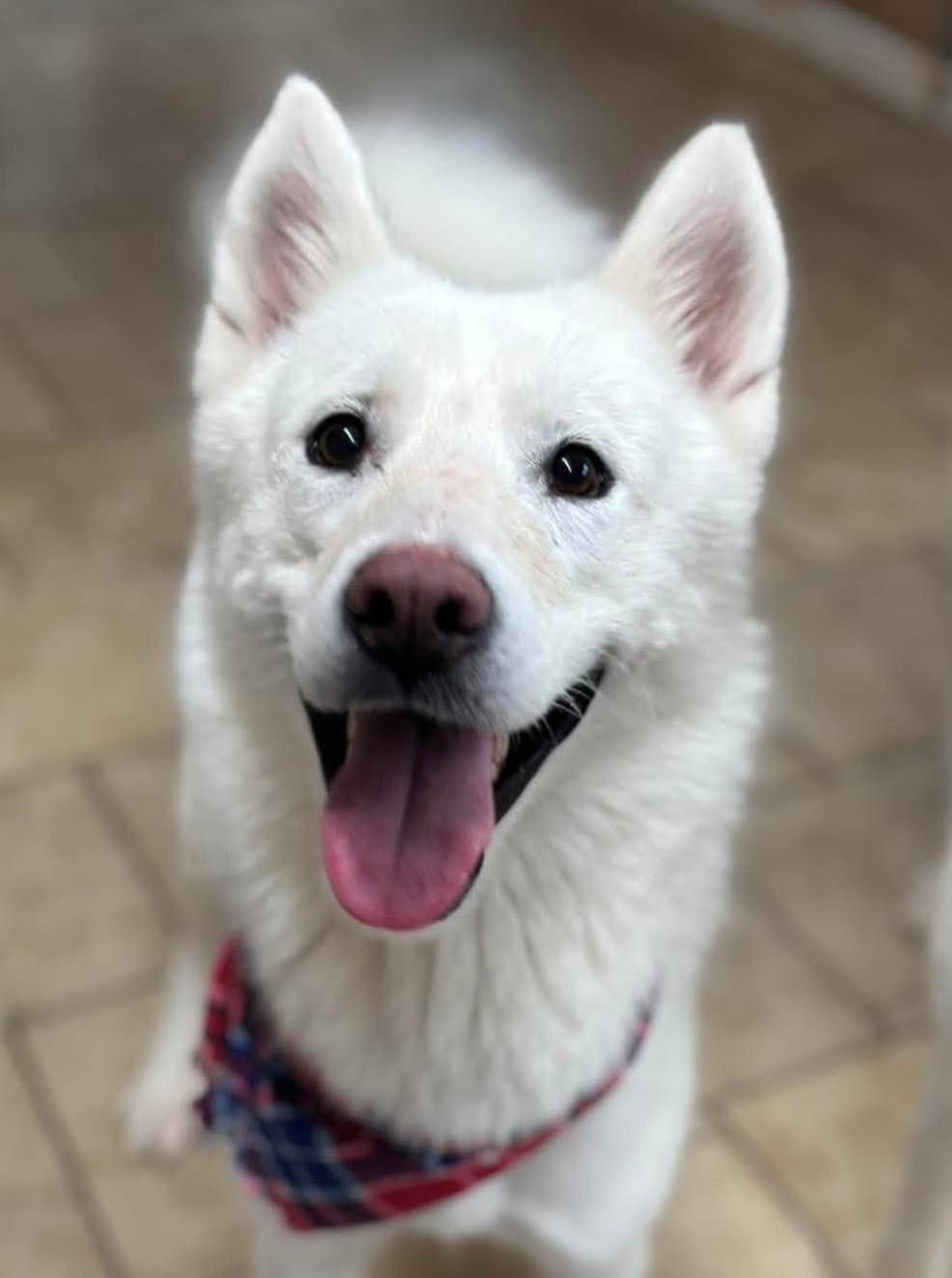 Juliette - Siberian Husky