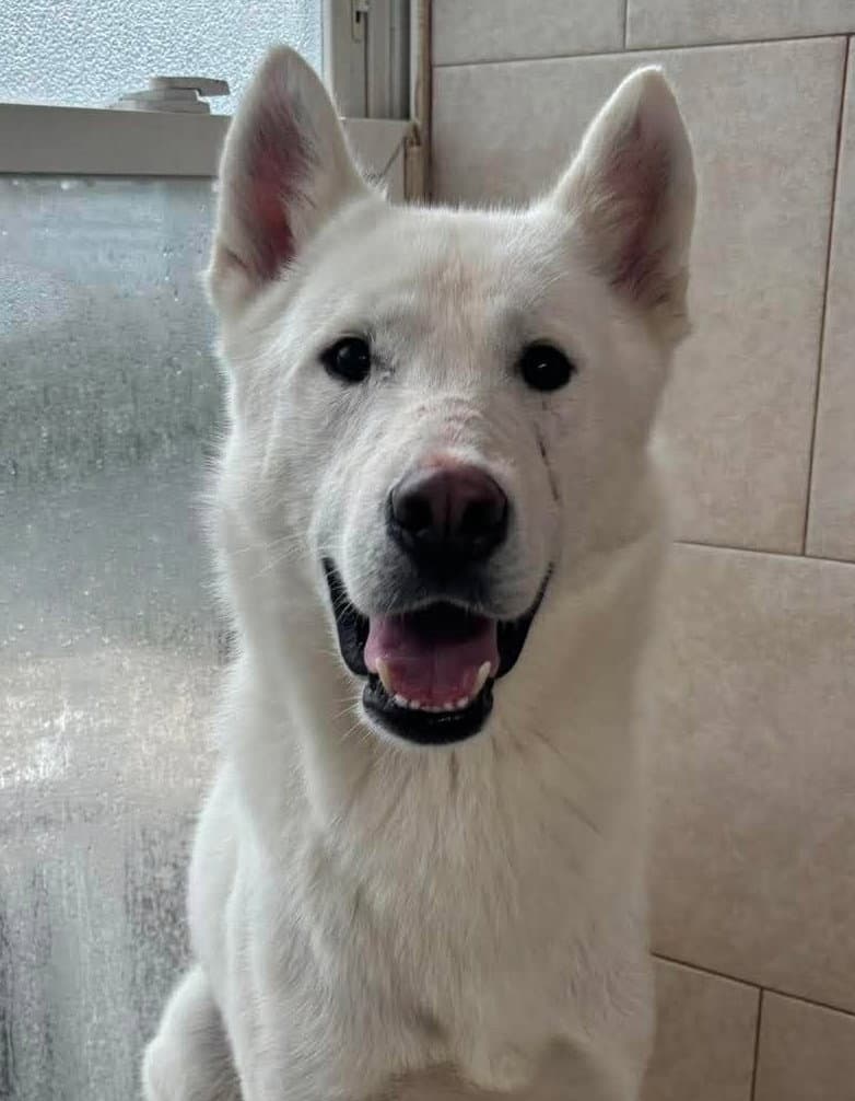 Dax - Siberian Husky