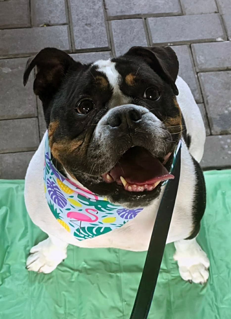 Rocky - Bulldog