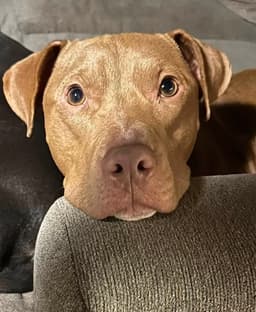 Buddy image 2