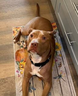 Buddy image 3