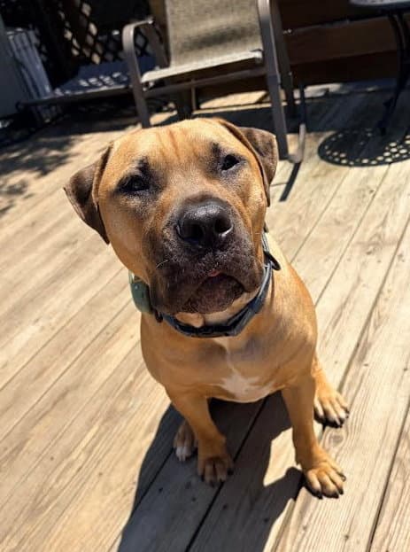 John - American Pit Bull Terrier