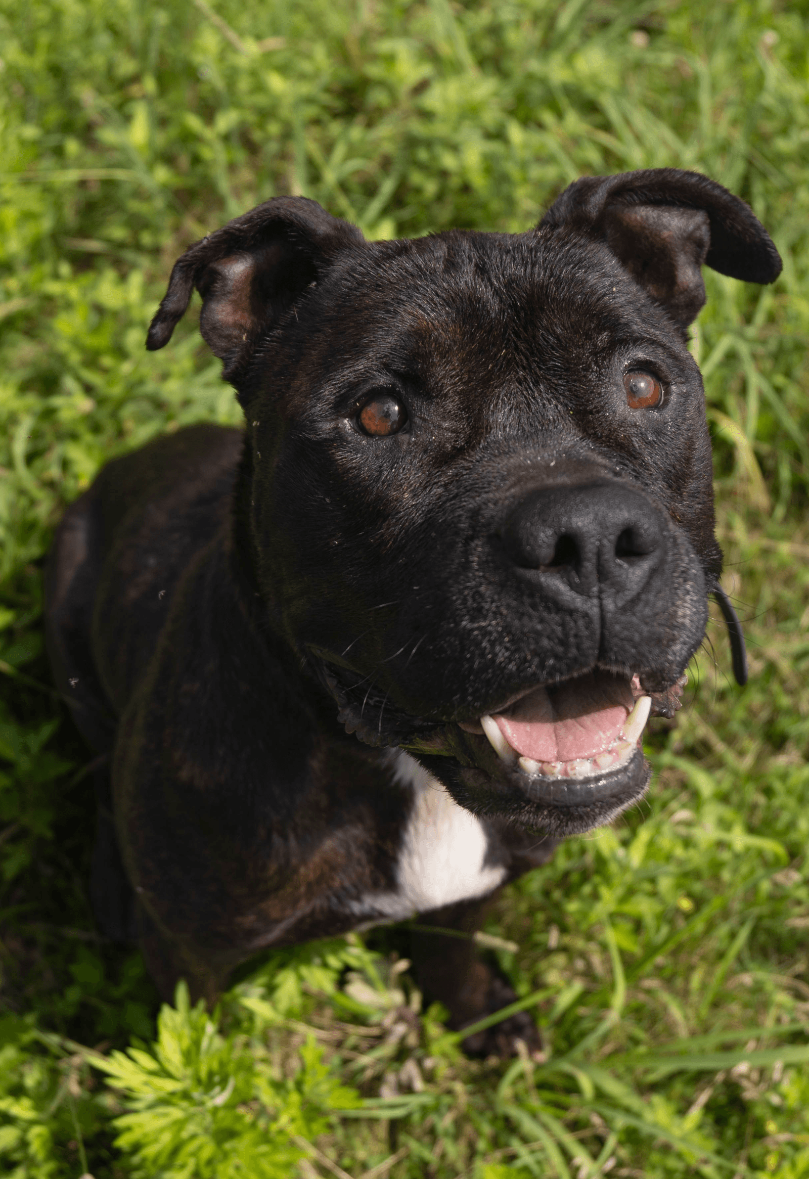 Capone - American Pit Bull Terrier