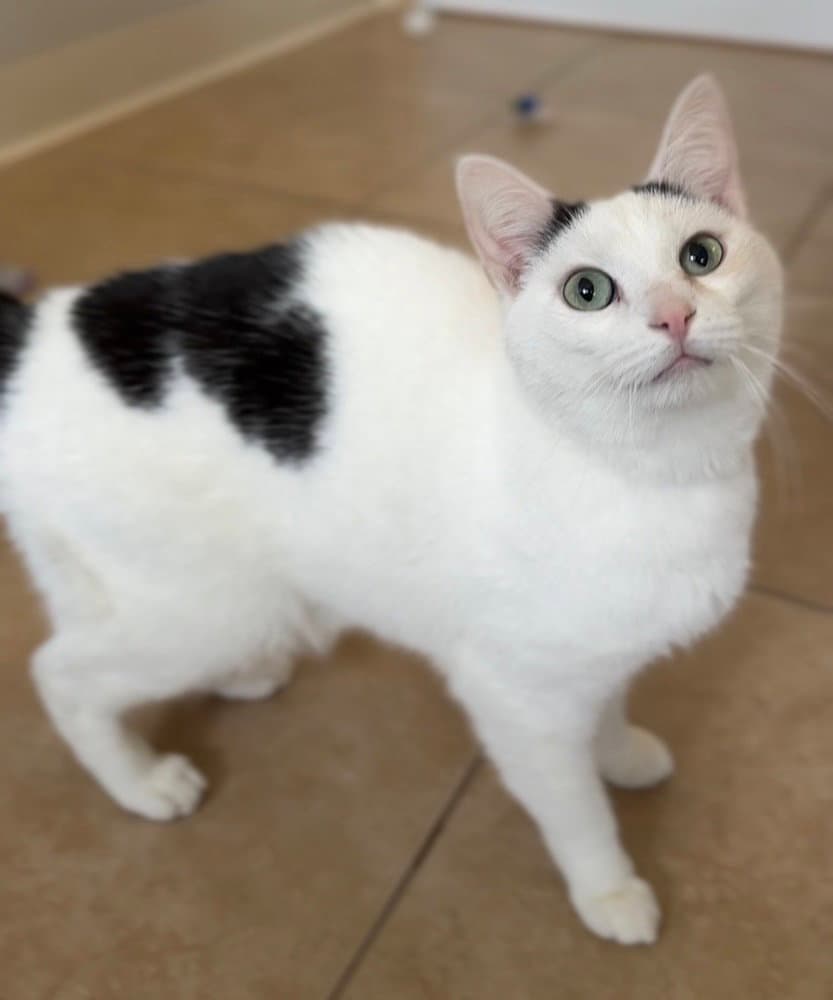Gravy - Domestic Short Hair