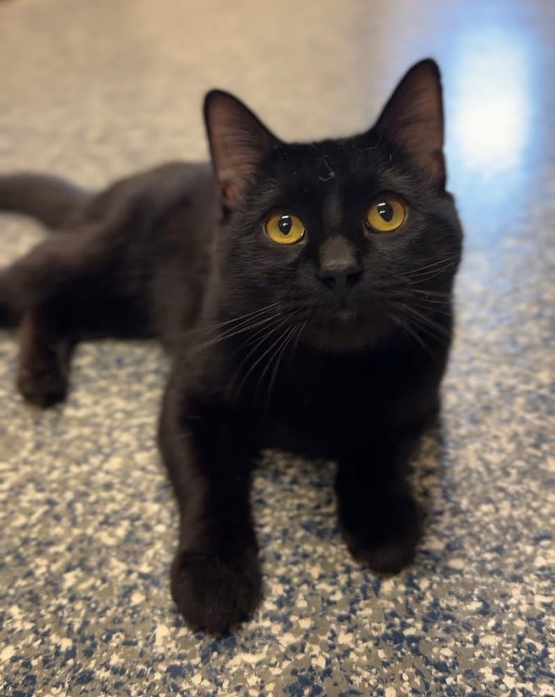 Bandit - Domestic Short Hair