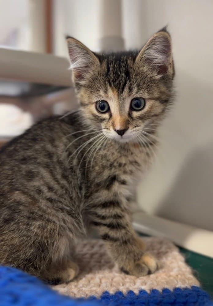 Basil - Domestic Short Hair