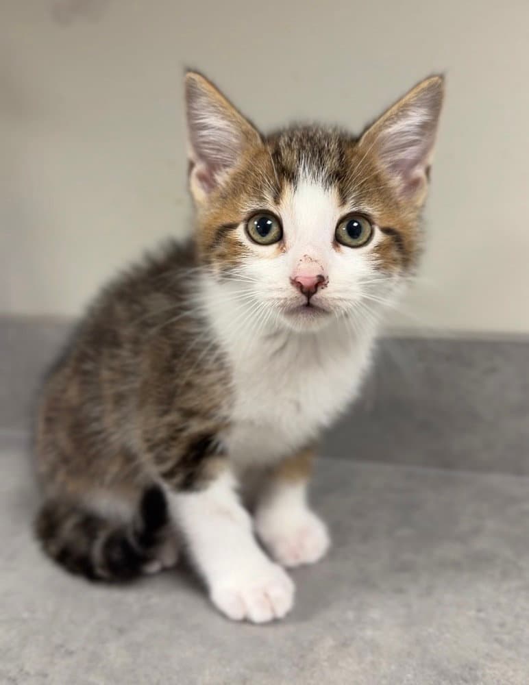 Anaconda - Domestic Short Hair