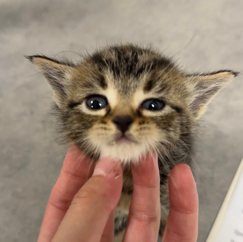 Viper - Domestic Short Hair