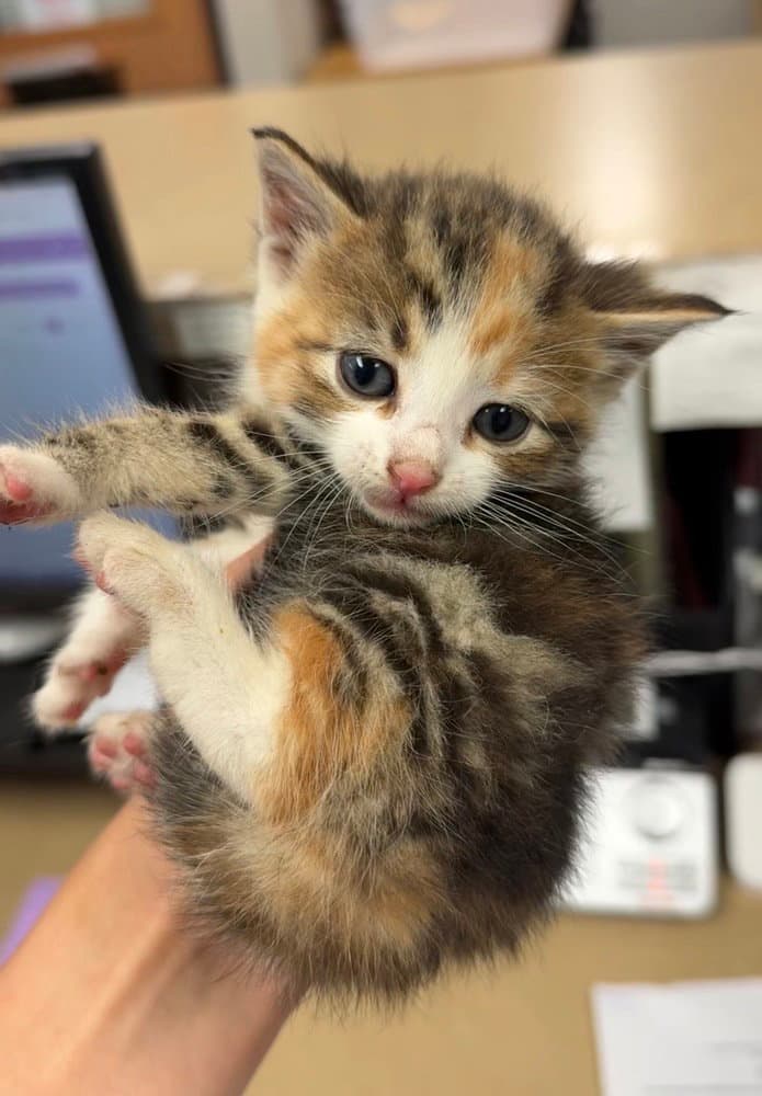 Coral - Domestic Short Hair
